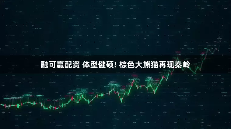 融可赢配资 体型健硕! 棕色大熊猫再现秦岭